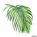 Watercolor painting palm leaf, green leave isolated on white bac vászonkép, poszter vagy falikép