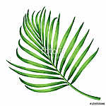 Watercolor painting coconut, palm leaf,green leaves isolated on vászonkép, poszter vagy falikép