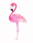 Rózsaszín flamingó vászonkép, poszter vagy falikép