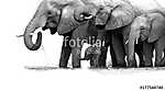 Afrikai elefántok vászonkép, poszter vagy falikép