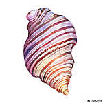 Illustrations of sea shells. Marine design. Hand drawn watercolo vászonkép, poszter vagy falikép