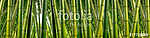 Sűrű bambusz dzsungel vászonkép, poszter vagy falikép