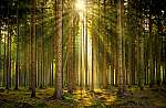 Napsugarak napsugarakban fényben elárasztott erdőben a ködben vászonkép, poszter vagy falikép