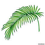 Watercolor painting coconut, palm leaf,green leave isolated on w vászonkép, poszter vagy falikép