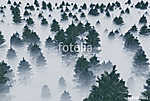 trees in the fog vászonkép, poszter vagy falikép