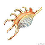 Illustrations of sea shells. Marine design. Hand drawn watercolo vászonkép, poszter vagy falikép