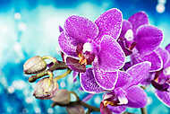 Virágok - Orchidea, Orchidea vászonkép, poszter vagy falikép