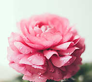 pink buttercup flower vászonkép, poszter vagy falikép