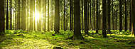 Napfény a zöld erdőben. vászonkép, poszter vagy falikép