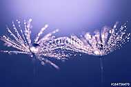 Abstract macro of a dandelion. Water drops on a dandelion. Spark vászonkép, poszter vagy falikép