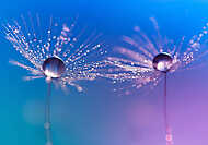 Macro of dandelion with drops of water on a background. vászonkép, poszter vagy falikép