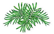 Watercolor painting fern,tropical,green leaves,palm leaf isolate vászonkép, poszter vagy falikép