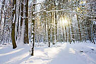 Téli fák a német erdőben napsütéssel. vászonkép, poszter vagy falikép