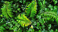 trópusi zöld levelek vászonkép, poszter vagy falikép