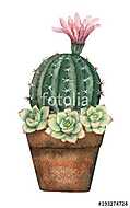Watercolor vector composition of cacti and succulents in a pot i vászonkép, poszter vagy falikép