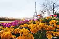 Párizs tavasszal, sárga virágok az előtérben és az Eiffel-torony vászonkép, poszter vagy falikép