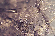 Dandelion with water drops. A beautiful macro of a dandelion. Go vászonkép, poszter vagy falikép