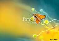 Narancsszínű lepke egy díszes hullámos növényen egy sárga és tür vászonkép, poszter vagy falikép
