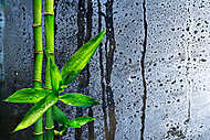 bambuszszárakat nedves üvegre vászonkép, poszter vagy falikép