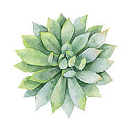 Watercolor vector green succulent isolated on white background. vászonkép, poszter vagy falikép