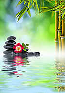 Zen kövek, rózsa és bambusz vízben vászonkép, poszter vagy falikép