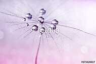 Dandelion with water drops in shades of pink. vászonkép, poszter vagy falikép