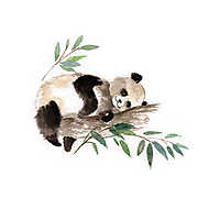 Alvós panda vászonkép, poszter vagy falikép
