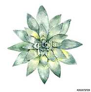 succulent in watercolor vászonkép, poszter vagy falikép