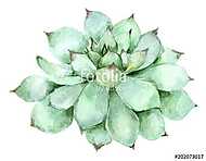 succulent in watercolor vászonkép, poszter vagy falikép