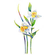 Narcissus flower watercolor illustration isolated on white backg vászonkép, poszter vagy falikép