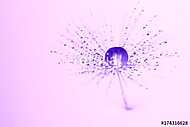 Purple water drop on the dandelion seed. Beautiful macro, artist vászonkép, poszter vagy falikép