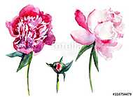 Watercolor pink peony, garden flower isolated on white backgroun vászonkép, poszter vagy falikép