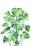 Monstera leaves set. Beautiful watercolor painting of a tropical vászonkép, poszter vagy falikép