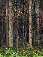 Erdei fák (színverzió 1) vászonkép, poszter vagy falikép
