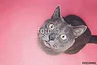 Szürke cica figyel a kamerába vászonkép, poszter vagy falikép