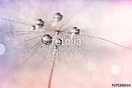 Silver droplets of dew on a dandelion.Selective focus. Dandelion vászonkép, poszter vagy falikép