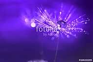 Purple background with water drops on a dandelion. An artistic i vászonkép, poszter vagy falikép