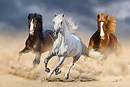 Három ló hosszú sörénnyel vágtat a homokban vászonkép, poszter vagy falikép