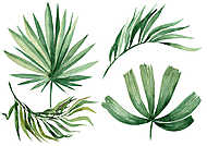 Watercolor illustration of leaves, isolated on white background vászonkép, poszter vagy falikép