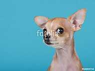 Vicces portré egy aranyos chihuahua kutya kék alapon vászonkép, poszter vagy falikép