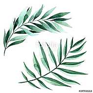 Watercolor illustration of fern leaves vászonkép, poszter vagy falikép