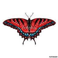 red butterfly with blue pattern on the wings of the symmetric to vászonkép, poszter vagy falikép