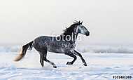 Szürke andalúz lovak, akik friss hóban kószálnak a réten vászonkép, poszter vagy falikép