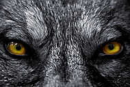 Farkas, a ragadozó tekintete vászonkép, poszter vagy falikép
