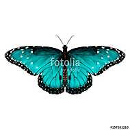 butterfly symmetric top view of turquoise with spots , sketch ve vászonkép, poszter vagy falikép