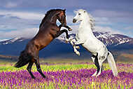 Barna és fehér ló a virágos mezőn, hegyekkel a háttérben vászonkép, poszter vagy falikép
