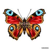 butterfly with open wings top view, the symmetrical drawing, gra vászonkép, poszter vagy falikép