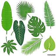 Trópusi növények levelei vászonkép, poszter vagy falikép