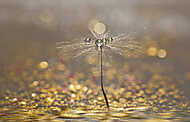 Dandelion with droplets of water on a sparkling gold background. vászonkép, poszter vagy falikép