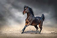 Gyönyörű öböl lovaggal galopp a homokos mezőben sötét égen vászonkép, poszter vagy falikép